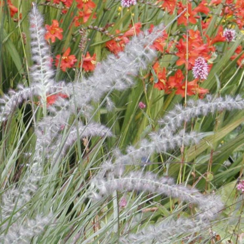 Pennisetum orientale (Floração)