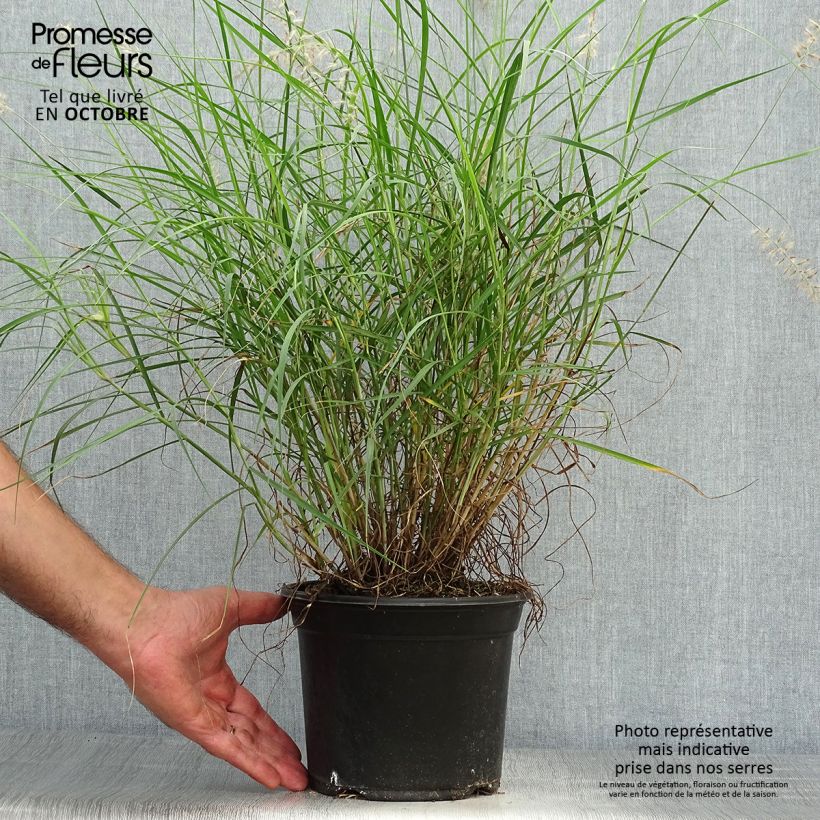 Amostra de Pennisetum orientale Vaso de 2 L/3 L tal como entregue no outono
