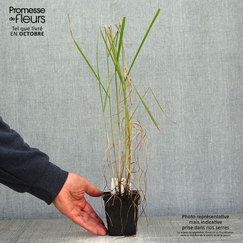 Amostra de Pennisetum orientale Fairy Tails Vaso de 8/9 cm tal como entregue no outono