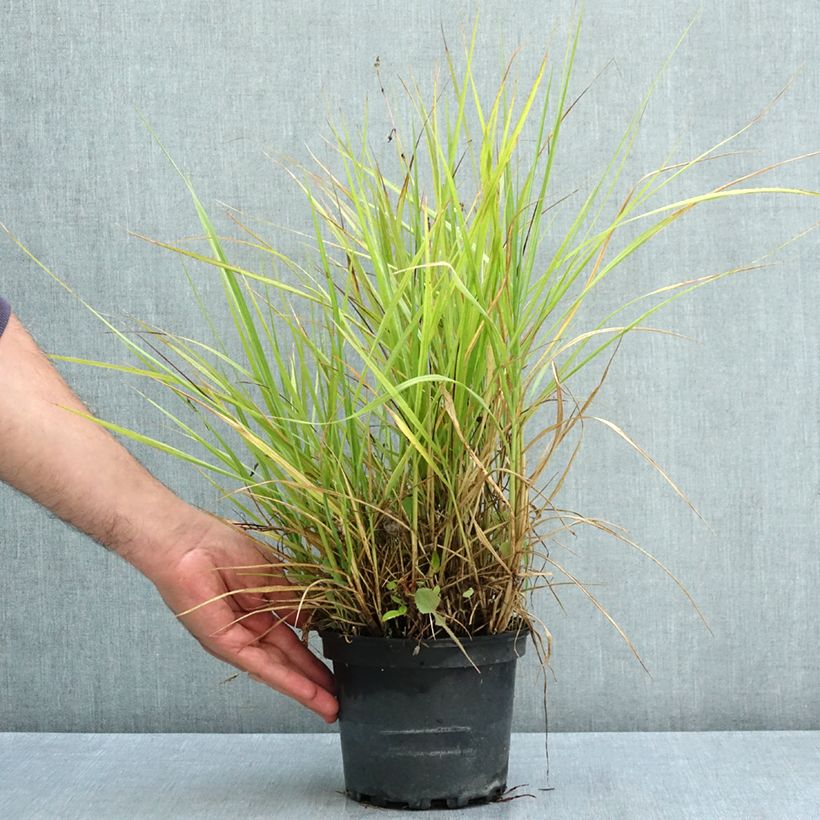 Amostra de Pennisetum orientale Fairy Tails Vaso de 2 L/3 L tal como entregue no verão