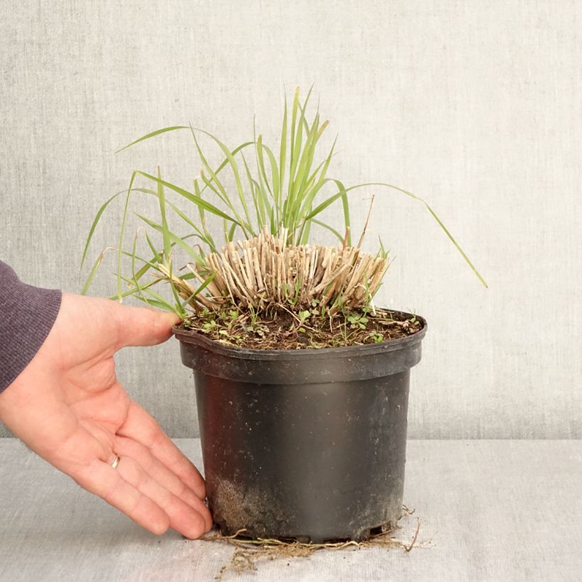 Amostra de Pennisetum orientale Fairy Tails Vaso de 2 L/3 L tal como entregue na primavera
