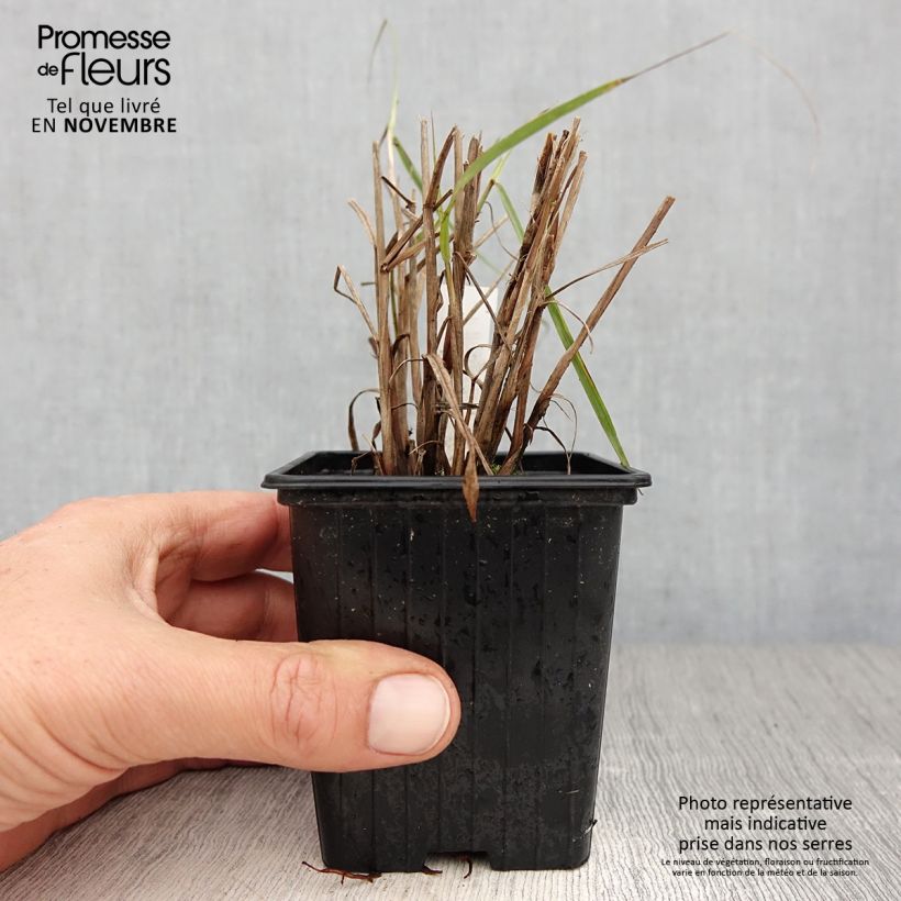 Amostra de Pennisetum orientale JS Dance With Me Vaso de 8/9 cm tal como entregue no outono
