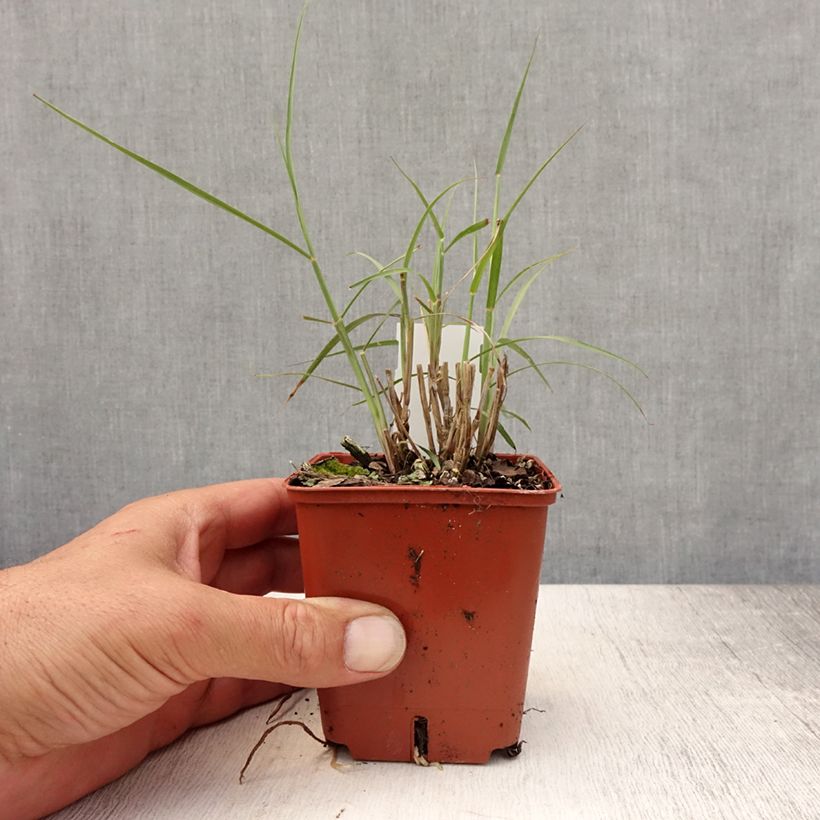 Amostra de Pennisetum orientale JS Dance With Me Vaso de 8/9 cm tal como entregue no verão