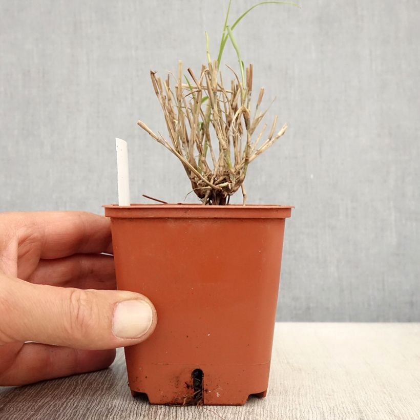 Amostra de Pennisetum orientale JS Dance With Me Vaso de 8/9 cm tal como entregue na primavera