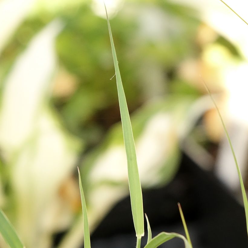 Pennisetum orientale JS Dance With Me (Folhagem)
