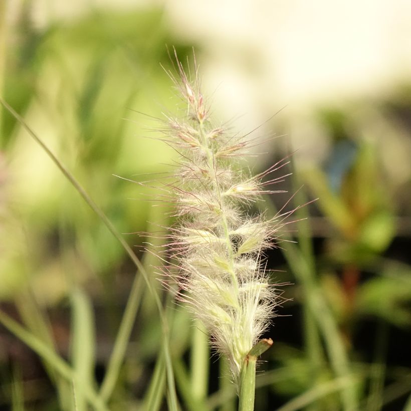 Pennisetum orientale JS Dance With Me (Floração)