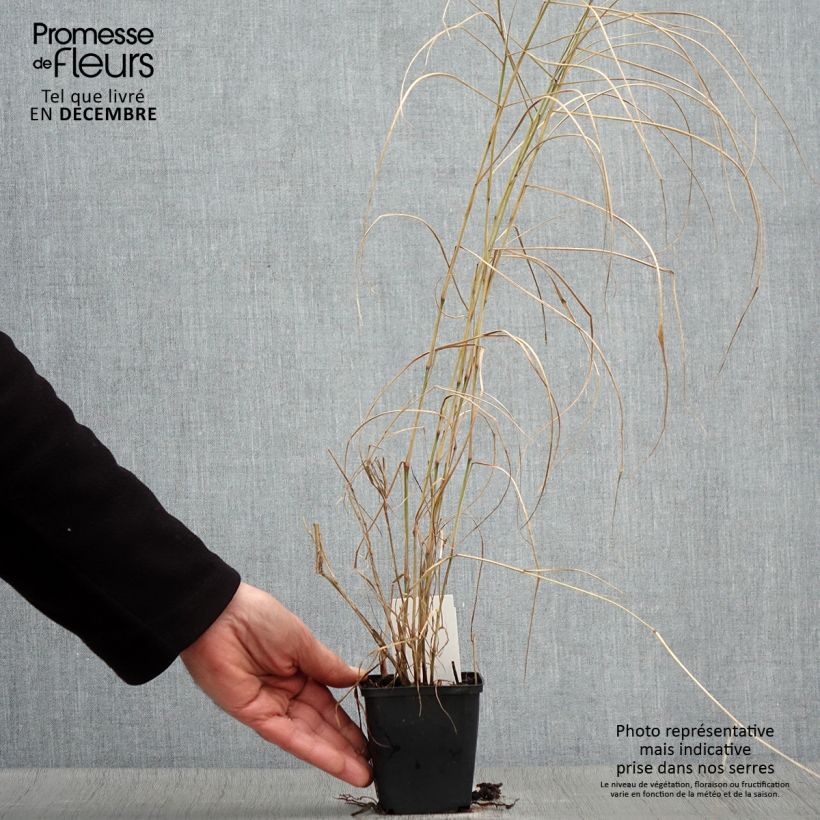 Amostra de Pennisetum orientale Karley Rose Vaso de 8/9 cm tal como entregue no outono