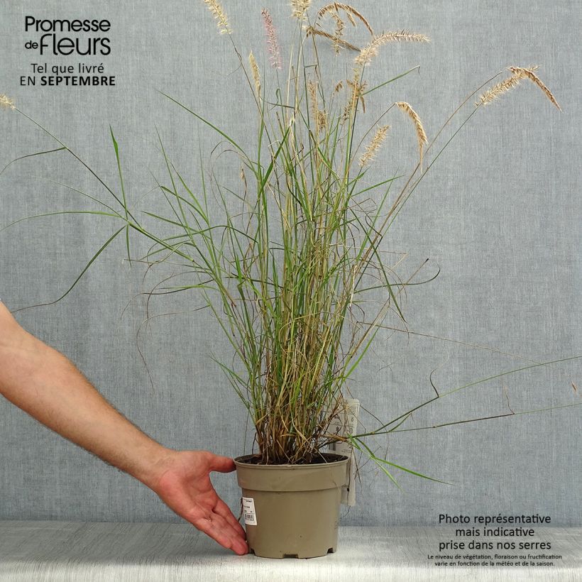 Amostra de Pennisetum orientale Karley Rose Vaso de 2 L/3 L tal como entregue no verão