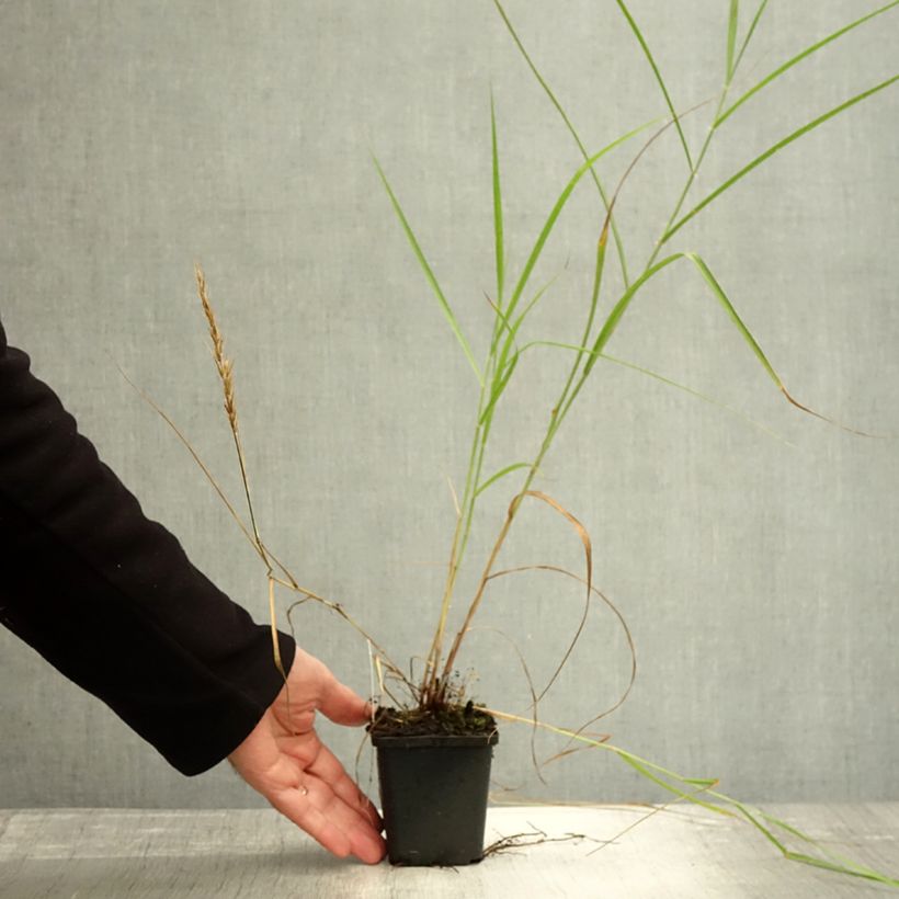 Amostra de Pennisetum orientale Shogun Vaso de 8/9 cm tal como entregue no outono