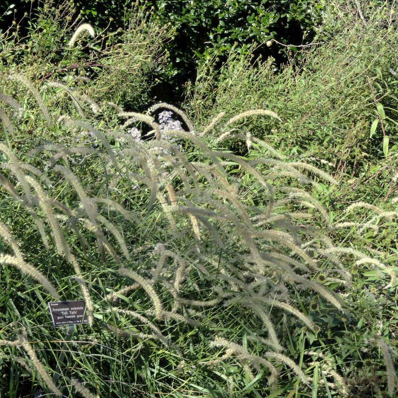 Pennisetum orientale Tall Tails (Hábito)