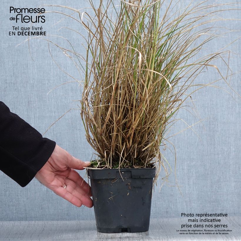 Amostra de Pennisetum orientale Tall Tails Vaso de 2 L/3 L tal como entregue no outono