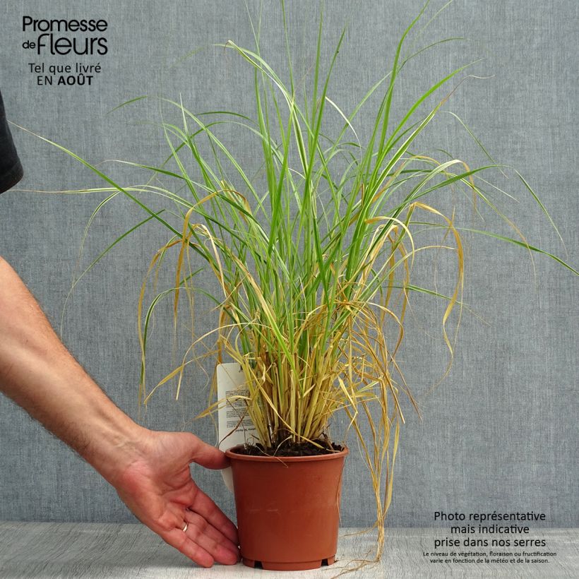 Amostra de Pennisetum advena Skyrocket Vaso de 1 L/1,5 L tal como entregue no verão
