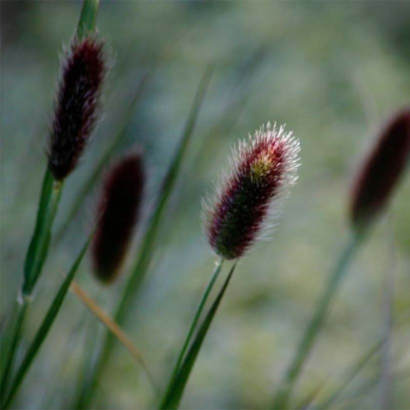 Pennisetum thunbergii (Floração)