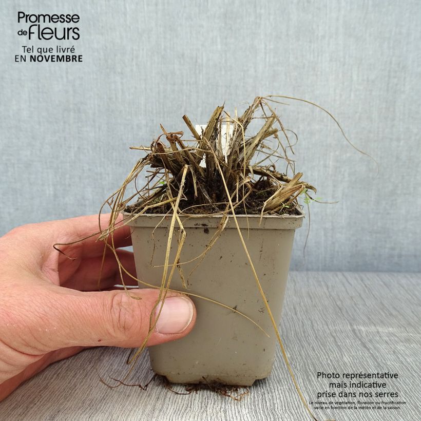 Amostra de Pennisetum thunbergii Vaso de 8/9 cm tal como entregue no outono
