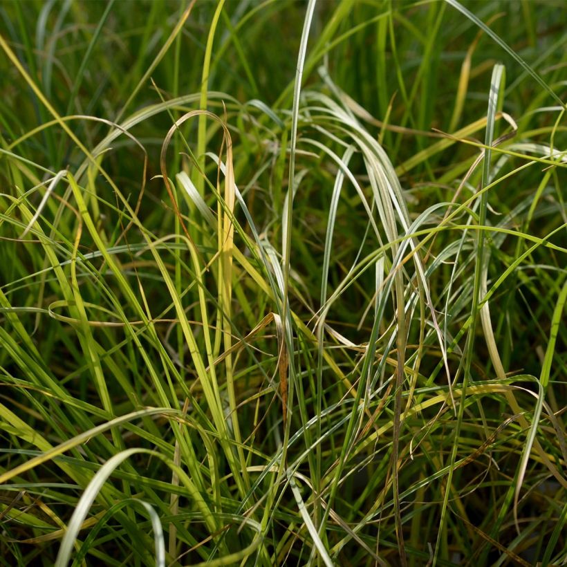 Pennisetum villosum (Folhagem)