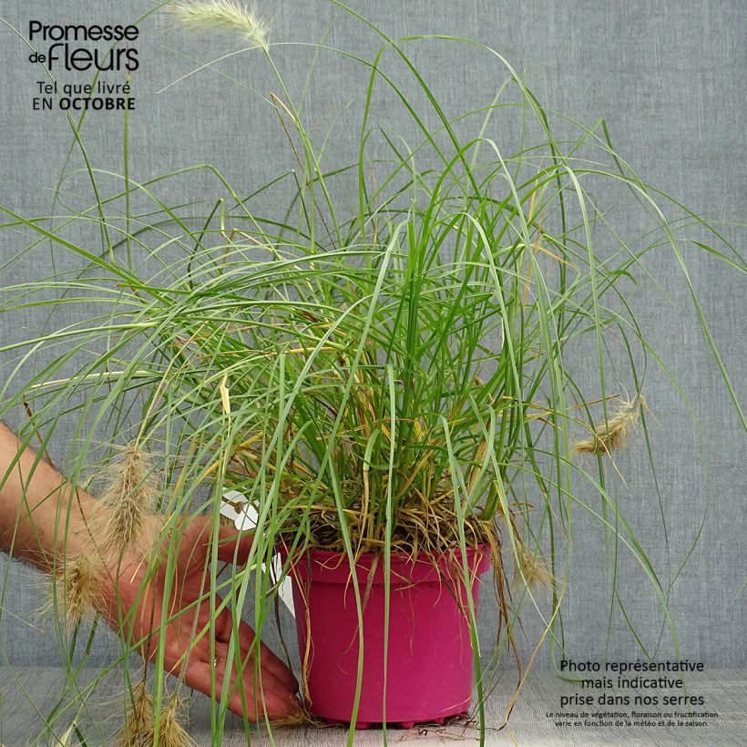 Amostra de Pennisetum villosum Vaso de 2 L/3 L tal como entregue no outono