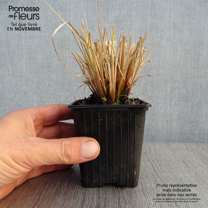 Amostra de Pennisetum Windy Simonette Vaso de 8/9 cm tal como entregue no outono