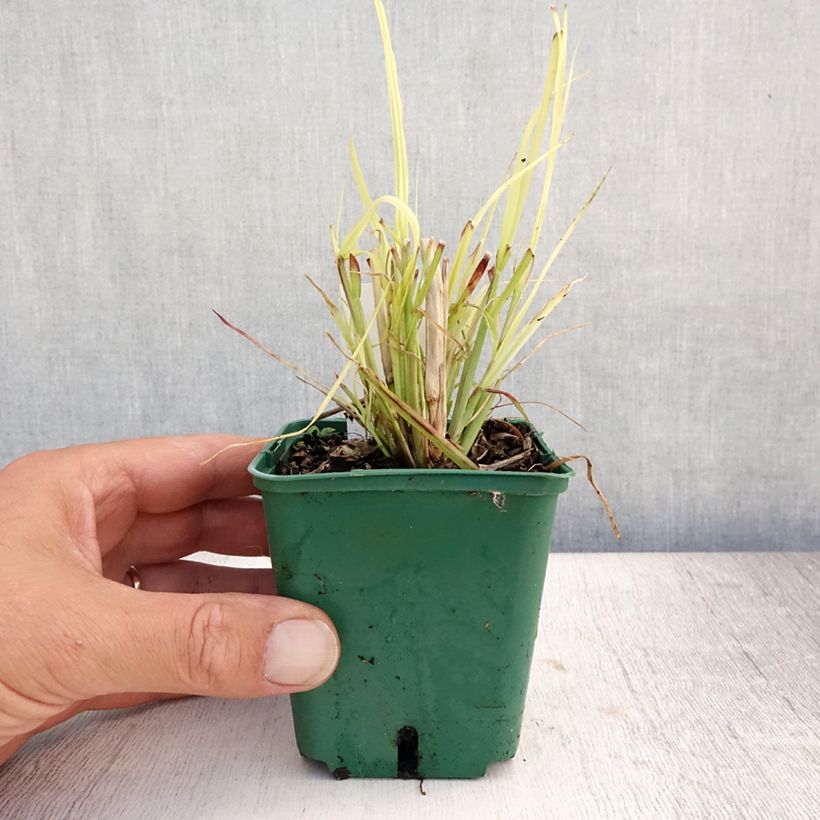 Amostra de Pennisetum Windy Simonette Vaso de 8/9 cm tal como entregue no verão