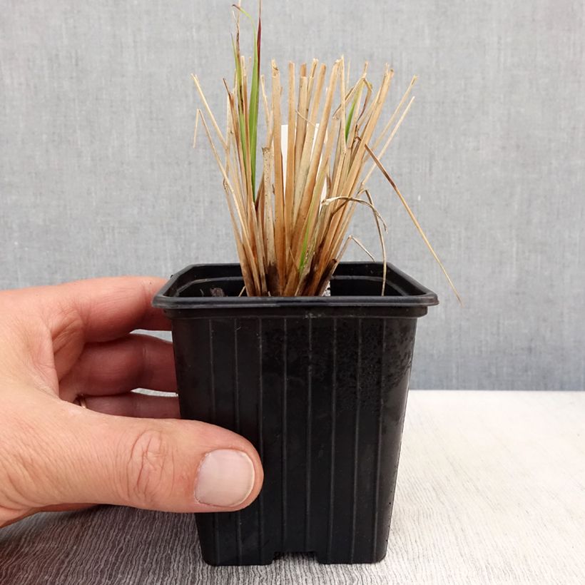 Amostra de Pennisetum Windy Simonette Vaso de 8/9 cm tal como entregue na primavera