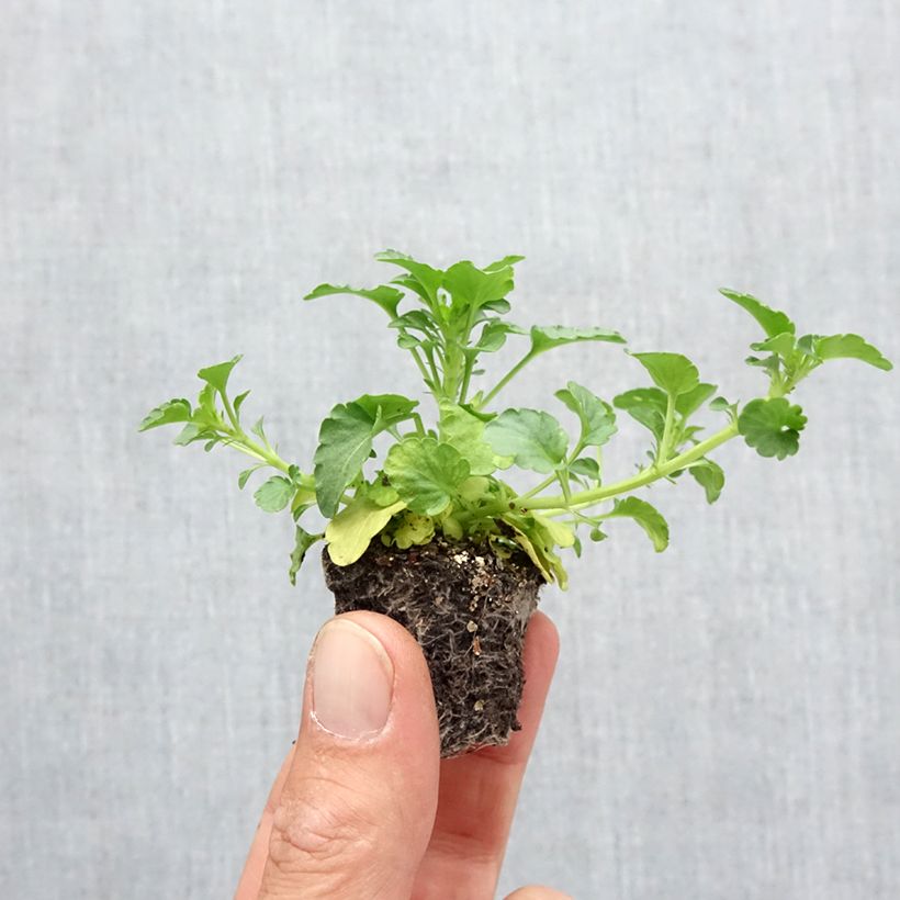 Amostra de Pensée à fleurs moyennes Ultima Radiance en mélange Mini-motte Minimotte : motte 2,2 cm x 2 cm en plaque de culture par 35 tal como entregue no outono