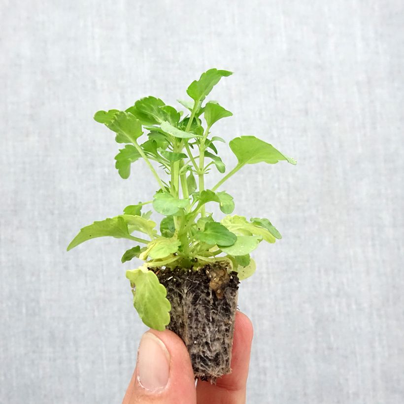 Amostra de Pensée à fleurs ondulées Frizzle Burgundy Mini-motte - Mottes de 3,8 x 3,2 cm en plaque de culture par 16 Jardimotte: torrão de 3,8 cm x 3,2 cm em tabuleiro de cultivo de 16 unidades tal como entregue no outono