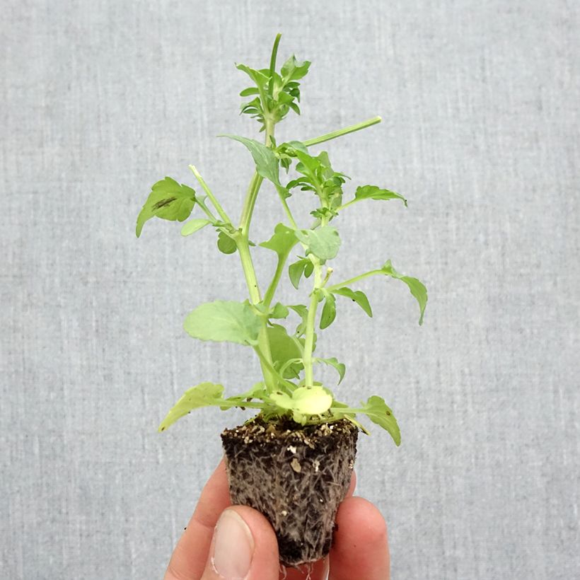 Amostra de Pensée à fleurs ondulées Frizzle Lemonberry Mini-motte - Mottes de 3,8 x 3,2 cm en plaque de culture par 16 Jardimotte : motte 3,8 cm x 3,2 cm en plaque de culture par 16 tal como entregue no outono