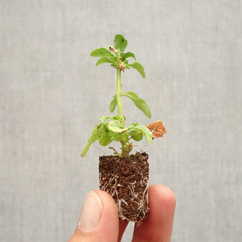 Amostra de Pensée à grandes fleurs doubles Ruffles Dark Heart - Viola (x) wittrockiana  Mini-torrão Ø 1,5/2,5 cm tal como entregue no outono