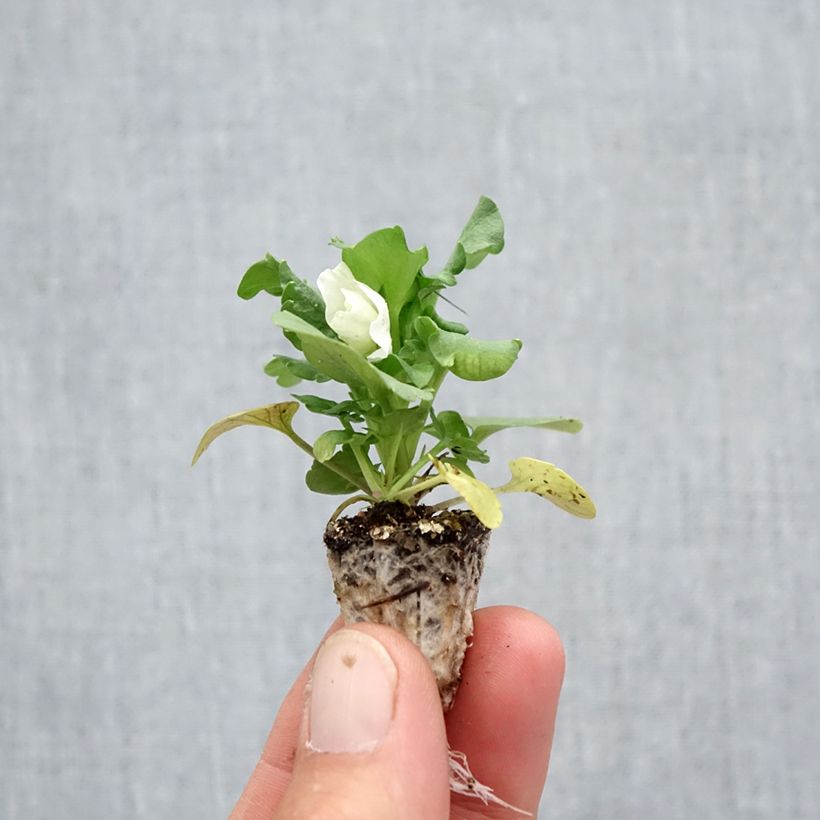Amostra de Pensée Carrera White  Minimotte : motte 2,2 cm x 2 cm en plaque de culture par 35 tal como entregue no outono