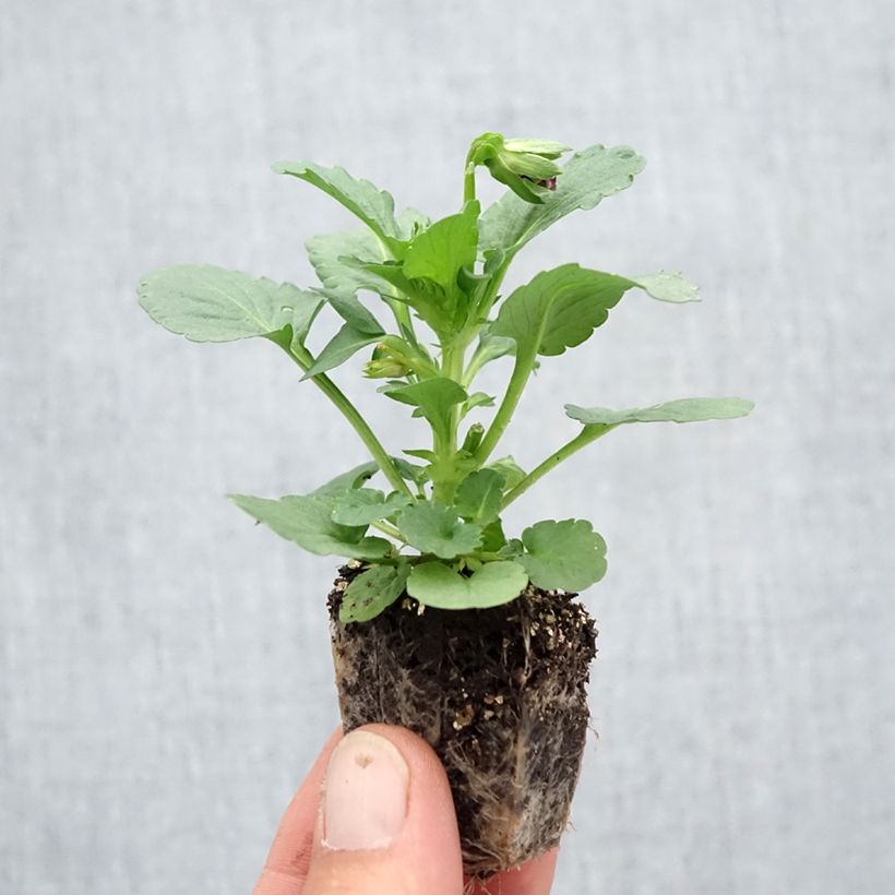 Amostra de Pensée Carrera White Rose Blotch Mini-motte Jardimotte : motte 3,8 cm x 3,2 cm en plaque de culture par 16 tal como entregue no outono