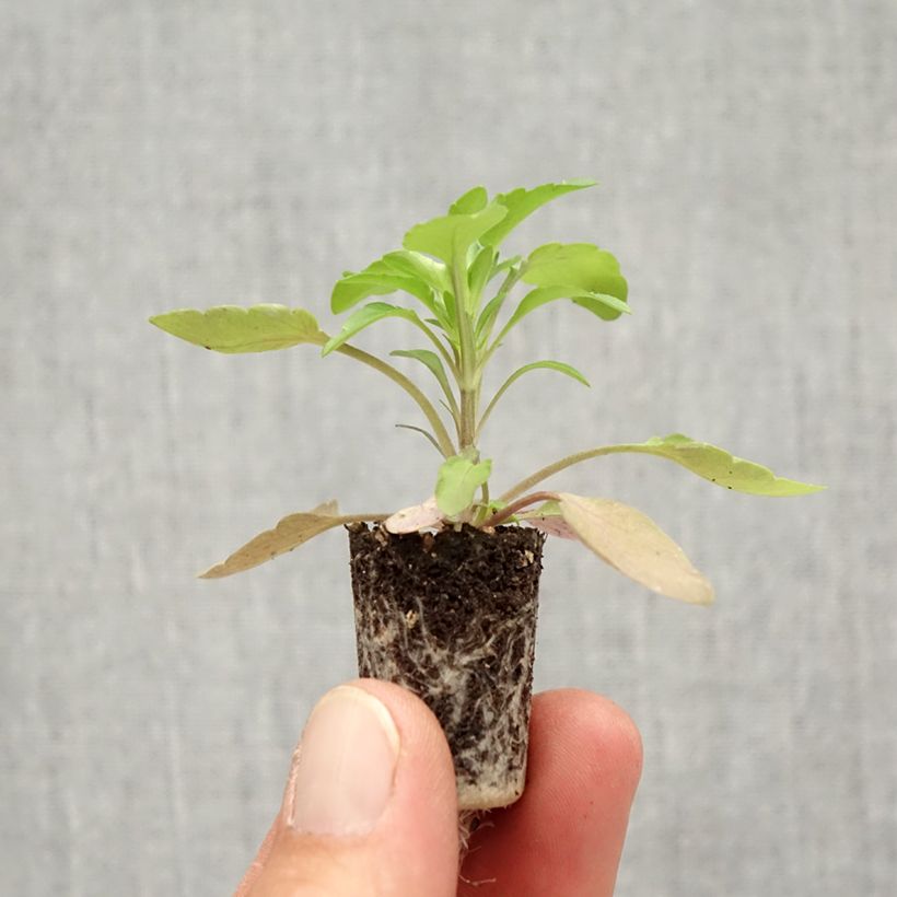 Amostra de Pensée retombante Cool Wave Golden Yellow mini-mottes - Viola wittrockiana Mini-motte Ø 1,5/2,5 cm tal como entregue no outono