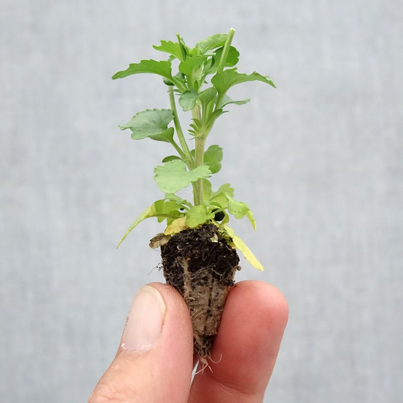 Amostra de Pensée retombante Cool Wave® Mélange Mini-motte Minimotte : motte 2,2 cm x 2 cm en plaque de culture par 35 tal como entregue no outono