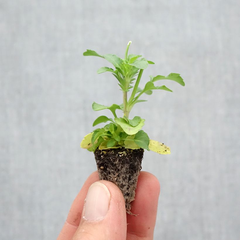 Amostra de Pensée retombante Cool Wave Yellow mini-mottes Minimotte : motte 2,2 cm x 2 cm en plaque de culture par 35 tal como entregue no outono