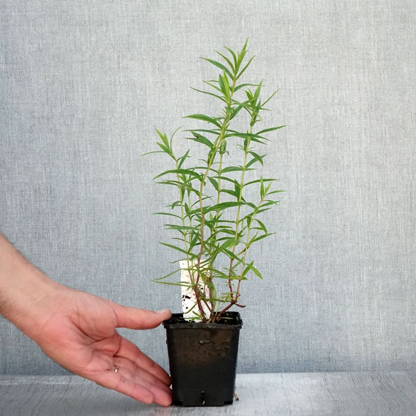 Amostra de Penstemon Apple Blossom Vaso de 8/9 cm tal como entregue no outono