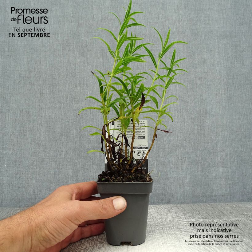 Amostra de Penstemon Apple Blossom Vaso de 8/9 cm tal como entregue no verão