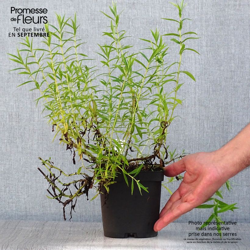 Amostra de Penstemon Apple Blossom Vaso de 2 L/3 L tal como entregue no verão