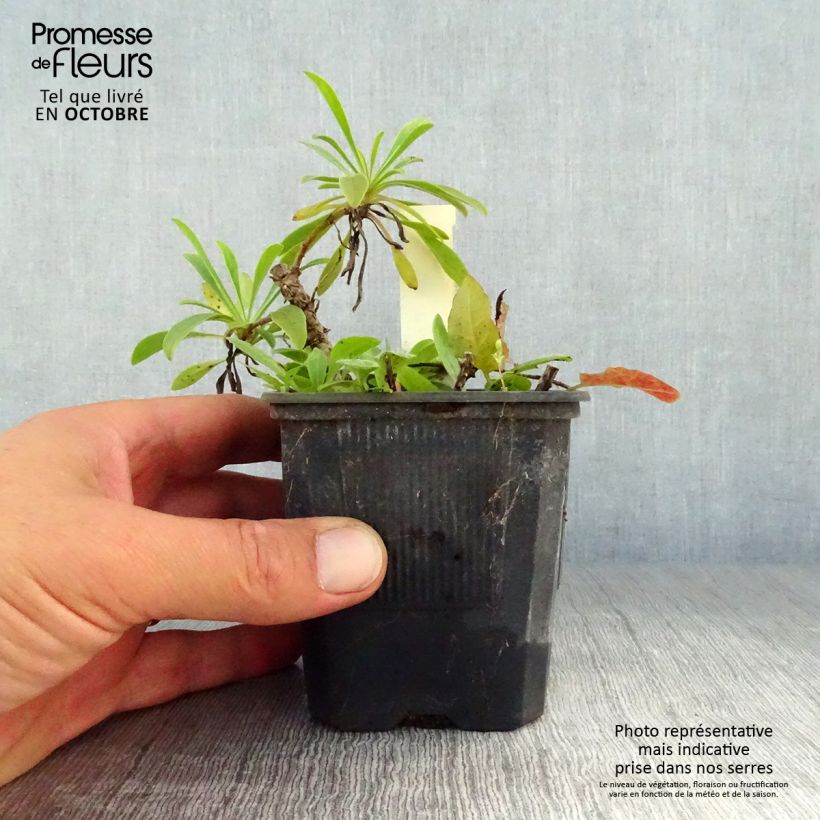 Amostra de Penstemon barbatus Coccineus Vaso de 8/9 cm tal como entregue no outono