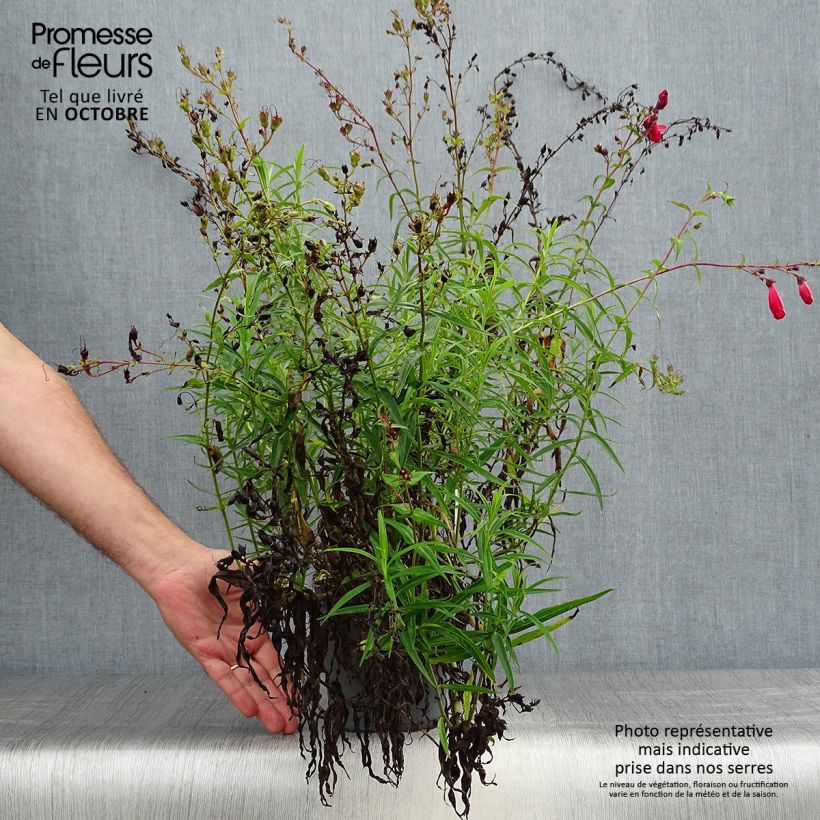 Amostra de Penstemon barbatus Coccineus Vaso de 2 L/3 L tal como entregue no outono
