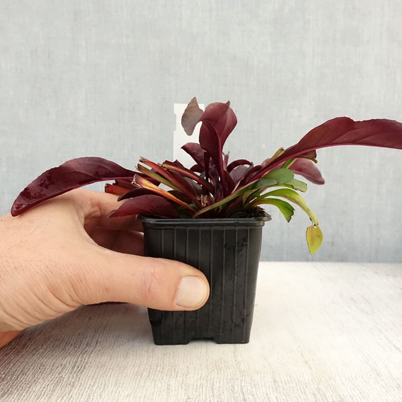 Amostra de Penstemon digitalis Dakota Burgundy Godet de 8/9 cm tal como entregue no outono