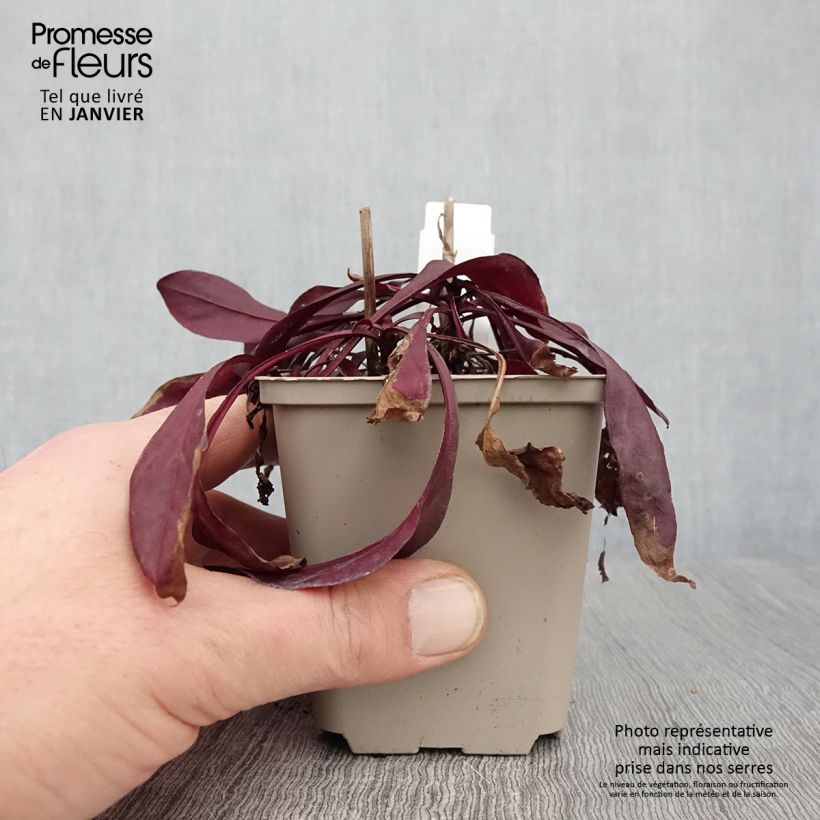 Amostra de Penstemon digitalis Dakota Burgundy Godet de 8/9 cm tal como entregue no inverno