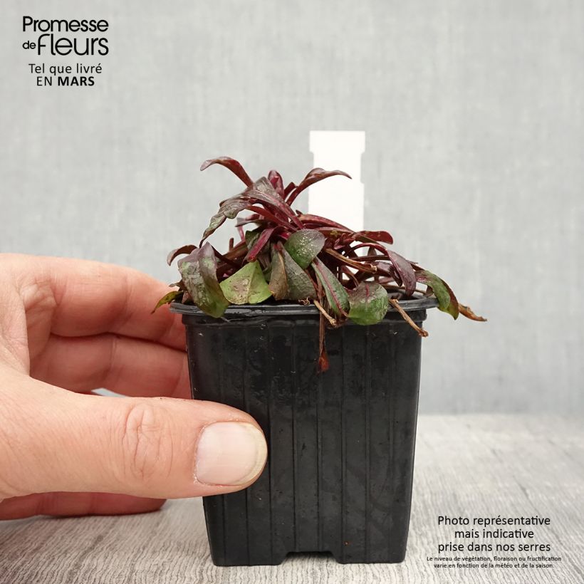 Amostra de Penstemon digitalis Dakota Burgundy Vaso de 8/9 cm tal como entregue na primavera