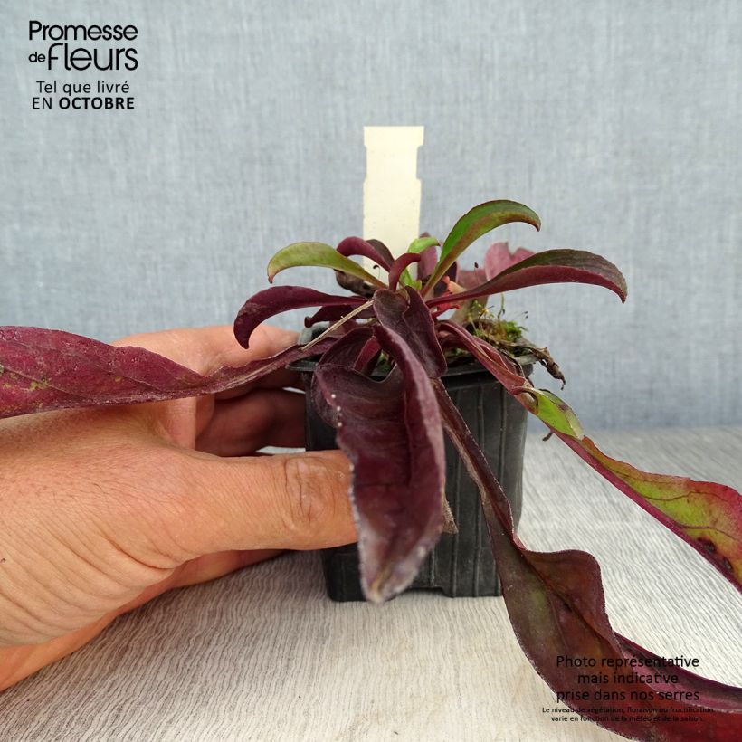 Amostra de Penstemon digitalis Dakota Verde Vaso de 8/9 cm tal como entregue no outono