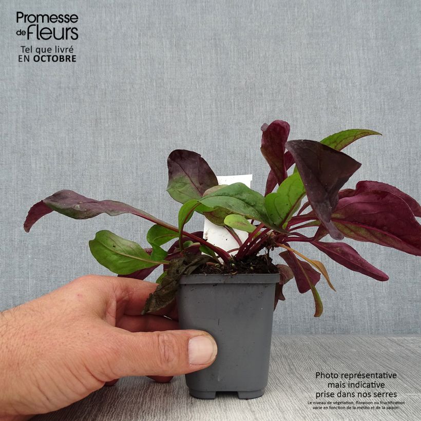 Amostra de Penstemon digitalis Dark Towers Vaso de 8/9 cm tal como entregue no outono