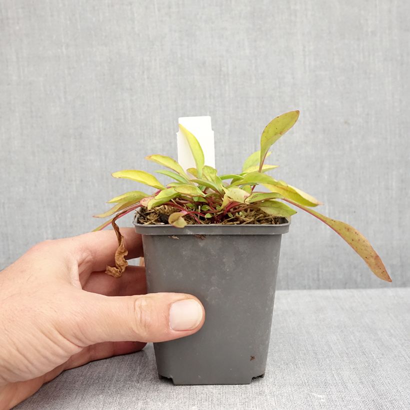 Amostra de Penstemon digitalis Goldfinger - Galane Godet de 7/8 cm tal como entregue no outono