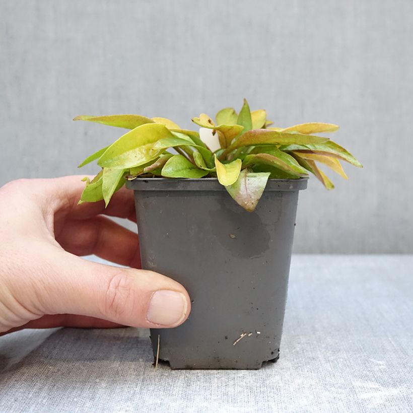 Amostra de Penstemon digitalis Goldfinger Vaso de 7/8 cm tal como entregue no inverno