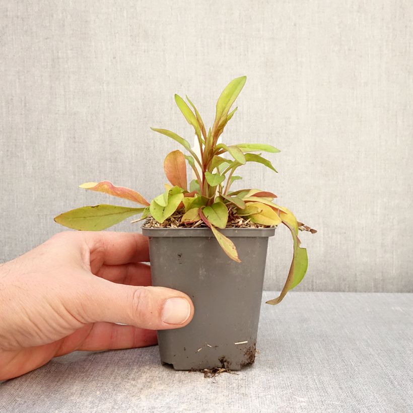 Amostra de Penstemon digitalis Goldfinger Vaso de 7/8 cm tal como entregue na primavera
