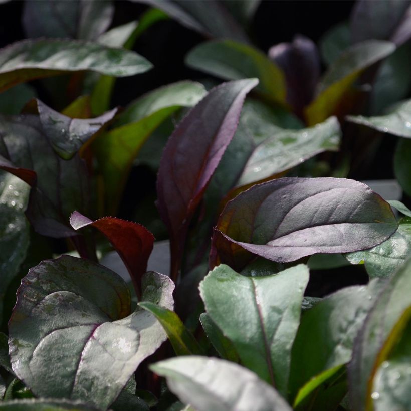 Penstemon digitalis Husker Red (Folhagem)