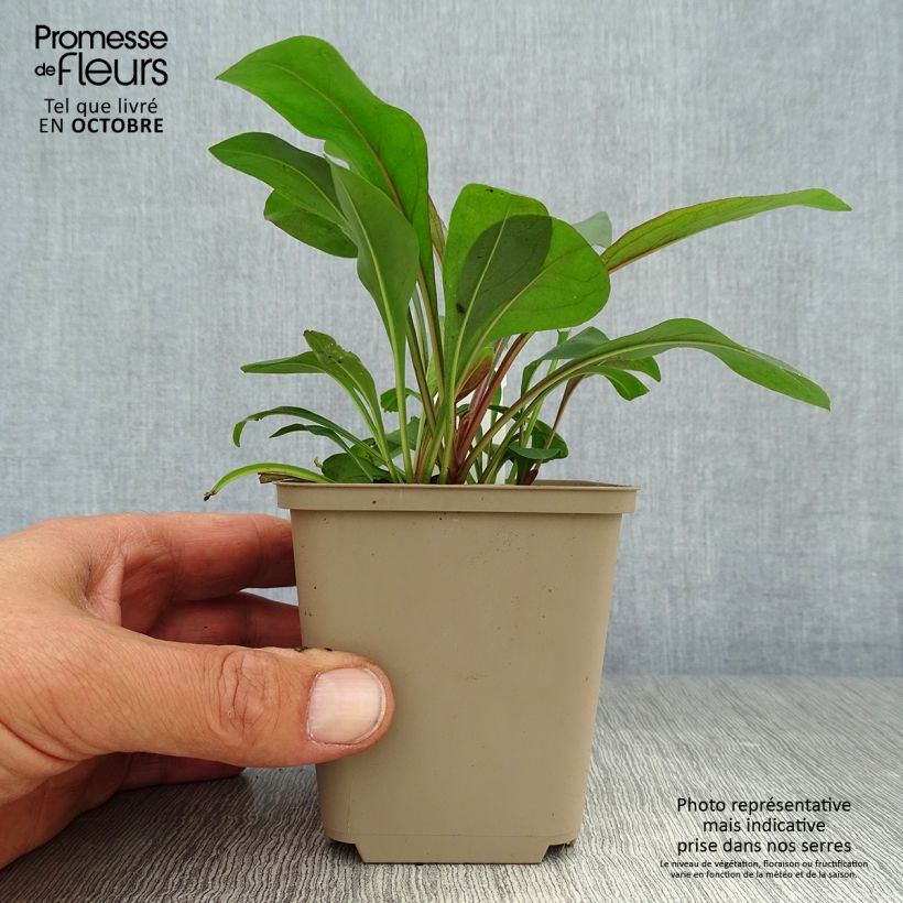 Amostra de Penstemon digitalis Pocahontas Vaso de 8/9 cm tal como entregue no outono