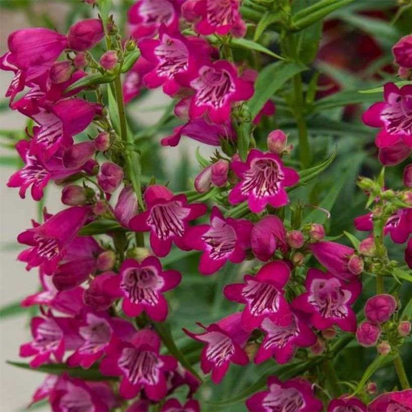 Penstemon Harlequin Magenta (Floração)
