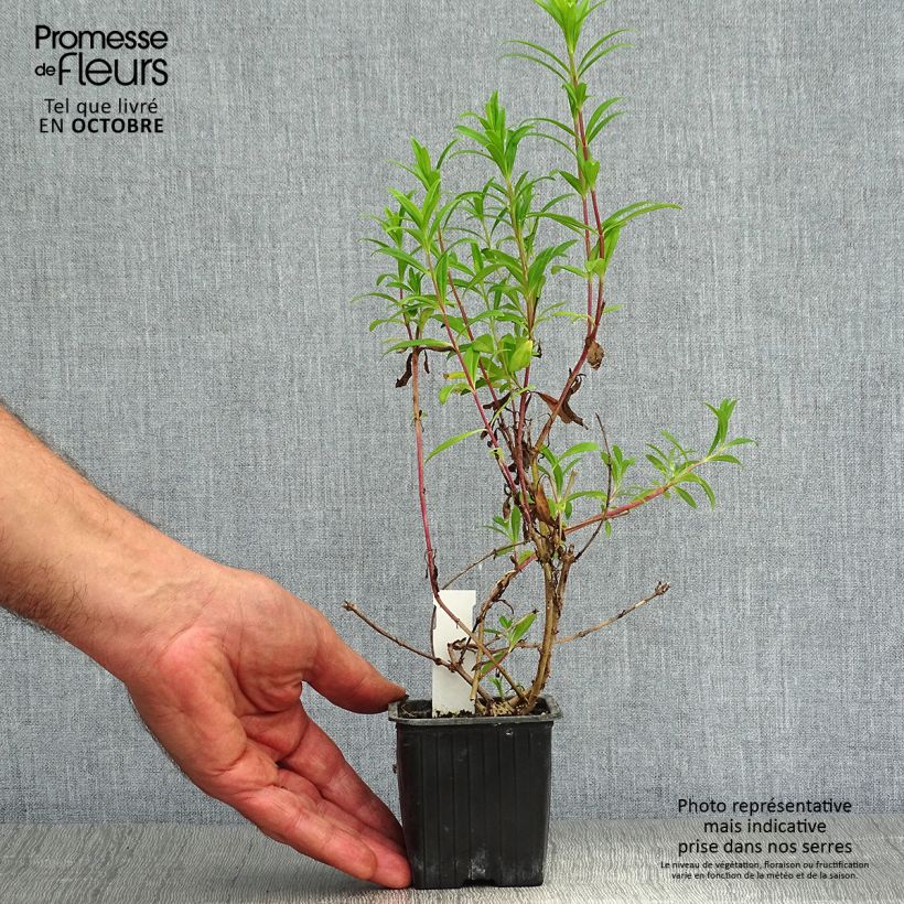 Amostra de Penstemon Hewell Pink Bedder Vaso de 8/9 cm tal como entregue no outono