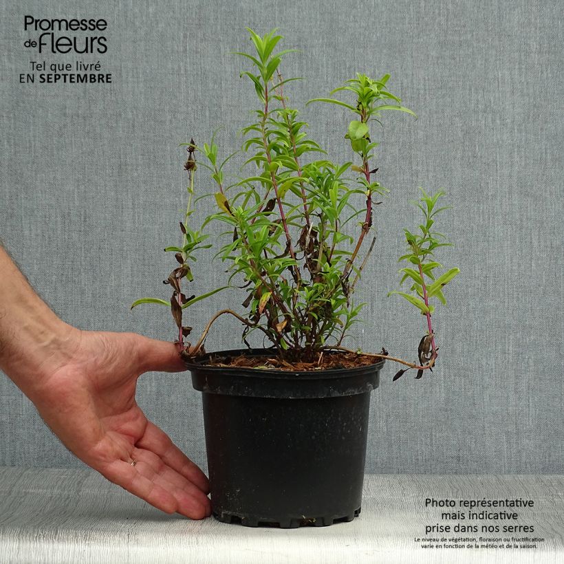Amostra de Penstemon Hewell Pink Bedder Vaso de 2 L/3 L tal como entregue no outono
